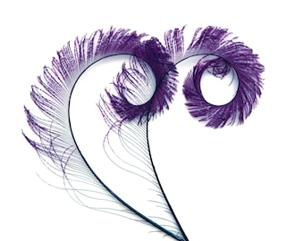 Royal Purple Curled Peacock Sword Tail Feathers (3 package options) for wedding bouquets, floral centerpieces,hat,millinery