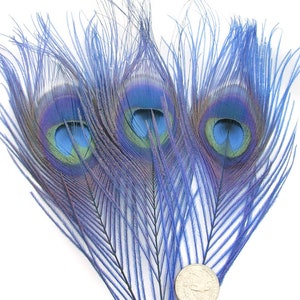 Royal Blue Peacock Feather Eyes (2 size option)(RF) feather for boutonniere,earring,wedding bouquet,millinery hat,corsage,fascinator