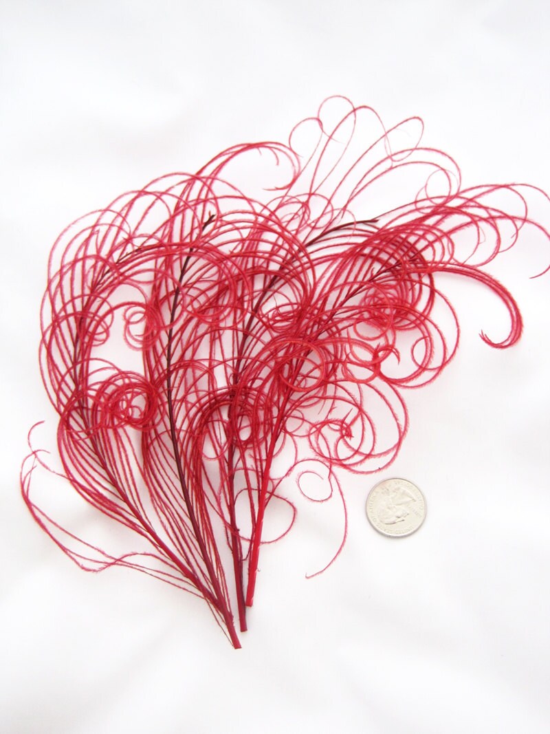 RUBY RED Peacock curled feather sprigs (6-8 Inches)(3 packages)  plum…