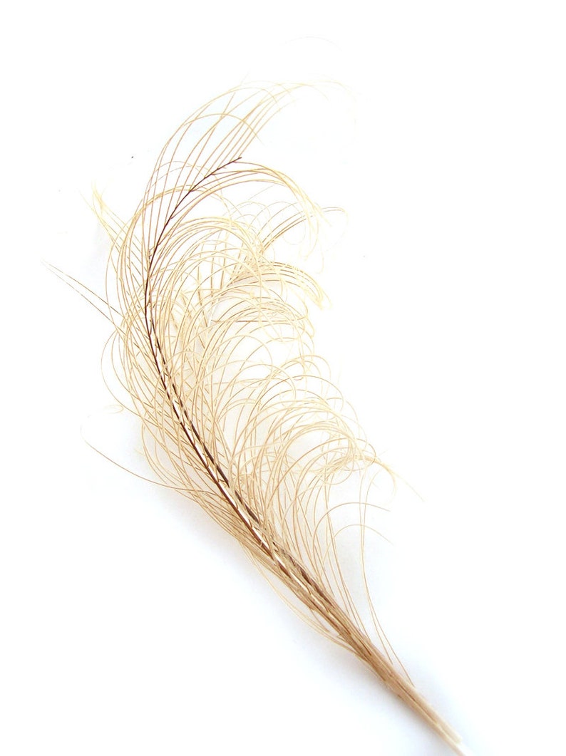 IVORY peacock feather plume (6-8')P2(3 package option) hats,fascinators,headdresses,headbands and floral arrangements,mardi gras 