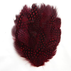 May include: A cluster of burgundy feathers with black polka dots. The feathers are arranged in a fan shape.