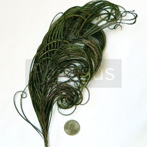 NATURAL green peacock feather plume 6-8P23 package option hats,fascinators,headdresses,headbands and floral arrangements,mardi gras image 2