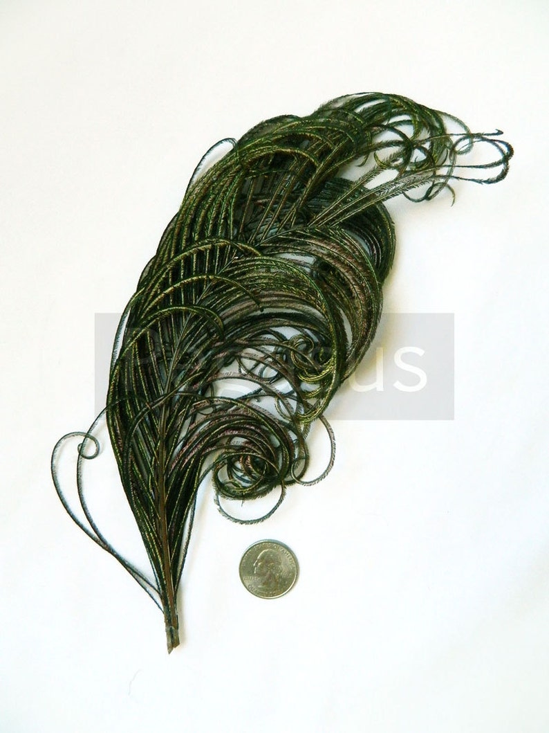 NATURAL green peacock feather plume 6-8P23 package option hats,fascinators,headdresses,headbands and floral arrangements,mardi gras image 2