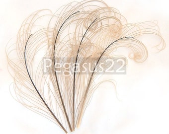 IVORY Peacock curled feather sprigs (6-8 Inches)(3 packages)  plumes for hats,fascinators,costume headdress,brooch bouquet