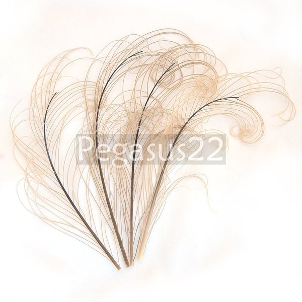 IVORY Peacock curled feather sprigs (6-8 Inches)(3 packages)  plumes for hats,fascinators,costume headdress,brooch bouquet