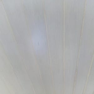 May include: Close-up of a light-colored, wooden surface with a fan-like pattern. The wood grain is visible, and the planks are arranged in a radial design, creating a textured, neutral background.