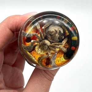 May include: A clear, round paperweight with a spider encased inside. The spider is brown and tan, with a detailed body and legs. The paperweight has gold and red accents, and is held in a hand against a white background.