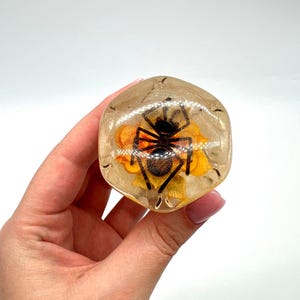 May include: A clear, hexagonal resin paperweight. It features a black spider with orange accents, set against a yellow floral background. The spider is centered within the transparent resin, creating a unique decorative item.