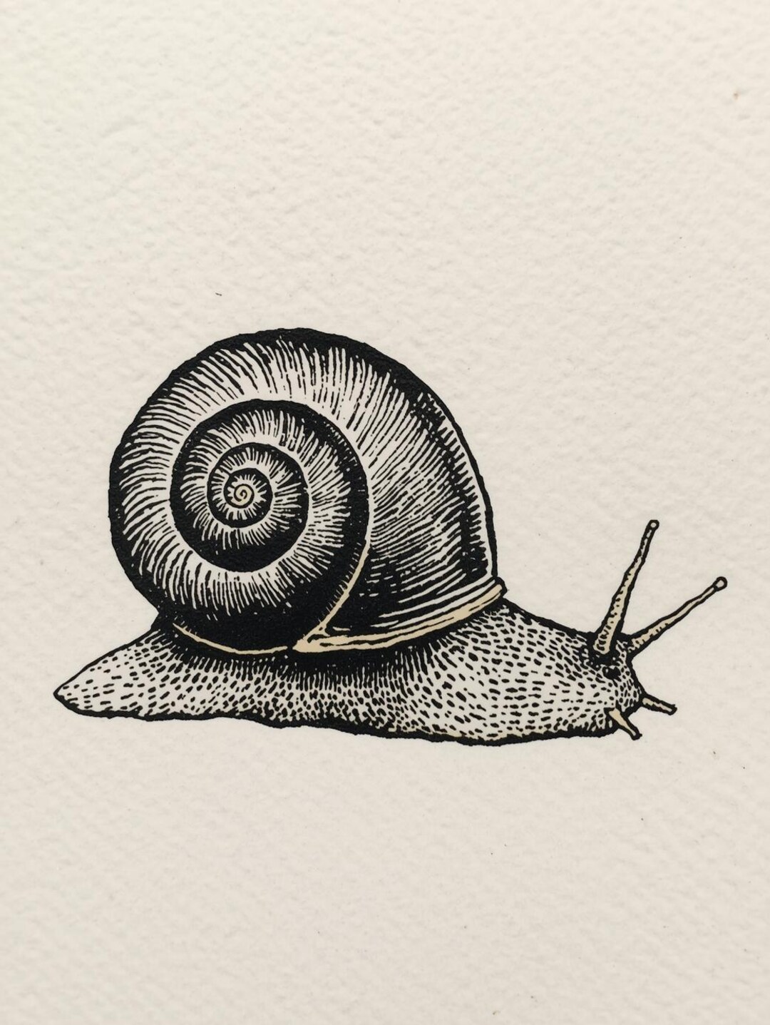 Botanicial Shell Snail Illustration Printable | 10 Botanical Shell Art | Antique ...