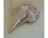 Shell 3 - Limited Edition Giclee, Home Decor, Fine Art