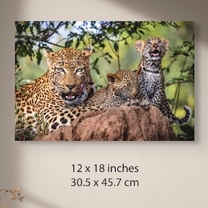 Fotografía familiar de leopardo / Arte mural de safari africano / Lienzo listo para colgar / Varios tamaños: 8x10-24x36 imagen 2
