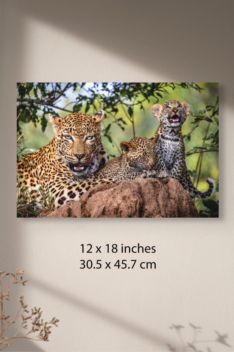 Fotografía familiar de leopardo / Arte mural de safari africano / Lienzo listo para colgar / Varios tamaños: 8x10-24x36 imagen 2