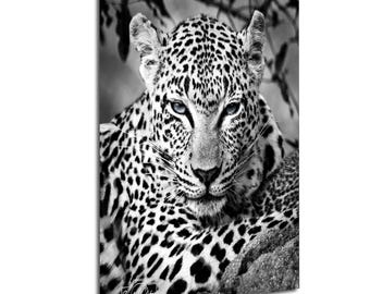 Safari Leopard Photo, Black White Wildlife | Acrylic Wall Art | UV Resistant, 8X10-24X36 Sizes