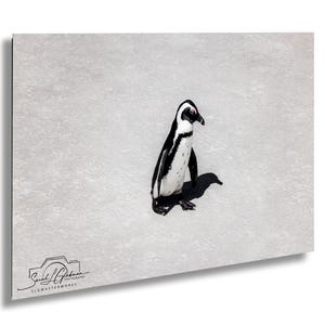 Pingüino de Sudáfrica / Escena de vida silvestre costera de Ciudad del Cabo - Papel fotográfico resistente a los rayos UV - 8x10-24x36