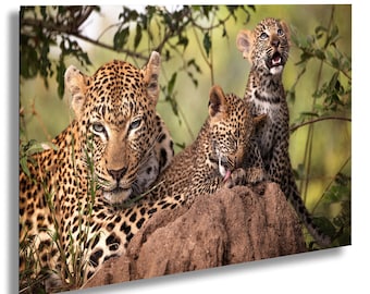 Leopard Family Wall, African Safari Scene | Photo Paper Artwork | Vivid Detail, Wildlife Decor | 8X10-24X36