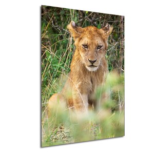 Baby Lion Cub Artwork, African Safari Wildlife Nursery Decor, Baby Animal Photography, Nature Lover Gift, Kids Room Poster