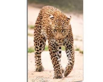Leopard Safari Print - African Wildlife | Canvas Metal Acrylic | 8X10-24X36 | Untamed Wilderness