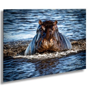 Charging Hippo Art Print: African Safari Wildlife Photography