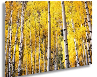 Aspen Forest Wall Art, Colorado Mountains - Autumn Colors | Fine Art Photography