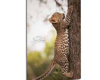 Baby Cheetah Climbing Tree Print, Safari Nursery Wall Art, UV Resistant Ink