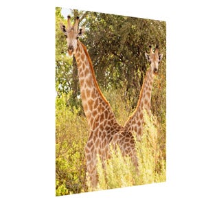 Giraffes Artwork Africa Safari Decor with Acacia Tree Silhouette, Wildlife Canvas Print for Living Room or Nursery