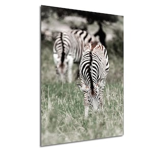 Baby Zebras Wall Art African Safari Nursery Decor, Cute Wildlife Print for Kids Room, Playful Zebra Illustration, Animal Lover Gift