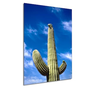 Saguaro Cactus Bloom Print: Scottsdale Desert Photography, Sonoran Landscape Wall Art