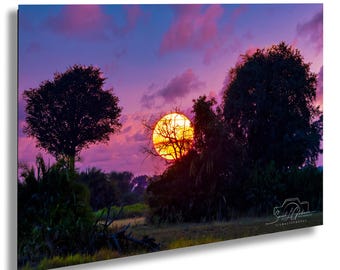 Botswana Sunset Print: Afrikanische Safari Landschaftsfotografie