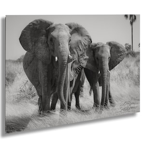 Elephant Family Wall Art Black and White Bull Elephant Africa Photo Decor Wildlife Print