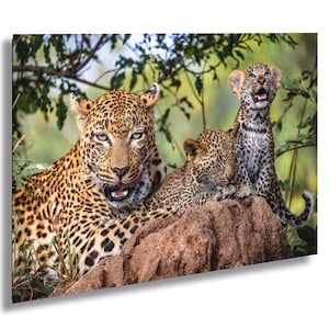 Fotografía familiar de leopardo / Arte mural de safari africano / Lienzo listo para colgar / Varios tamaños: 8x10-24x36 imagen 1