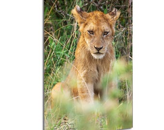 Op de afbeelding: Een verticale rechthoekige wandkunstprint met een jonge leeuwenwelp die in hoog groen gras zit. De welp heeft goudbruine vacht, puntige oren en amberkleurige ogen. Linksonder staat de tekst Sarah L. Glabwin Photography afgebeeld.