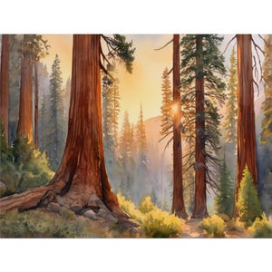 Sequoia National Park Watercolor Painting, Pine & Redwood Forest Art Print, California Landscape Poster, Woodland Nature Wall Art Decor