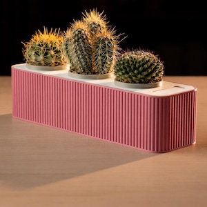 May include: A pink rectangular planter with three small cacti. The planter has a ribbed texture and a white top. The cacti are various sizes and shapes, with green bodies and sharp spines. The background is dark.