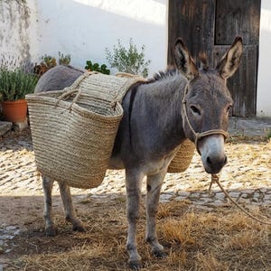 Puede incluir: Un burro gris con cestas tejidas en la espalda está de pie en un camino empedrado. El burro está atado con una cuerda. El fondo incluye una pared blanca, plantas en macetas y una puerta de madera.