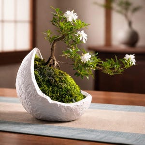 May include: A bonsai tree with white flowers and green leaves in a white, textured, egg-shaped pot. The pot is filled with green moss. The bonsai is on a table with a blue and tan runner.