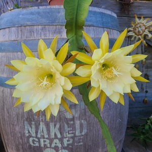 Epiphyllum &quot;Kazoo&quot; 8&quot; cuttings, light yellow.