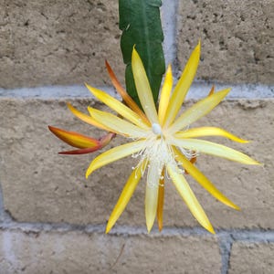 Epiphyllum &quot;Frueling&#39;s Gold&quot; 8&quot; cuttings. Flower has a delicate sweet fragrance.