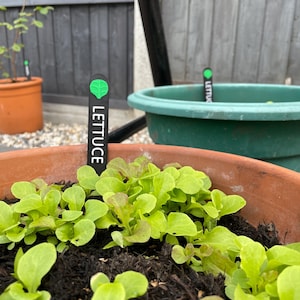 Vegetable Plant Sign Markers | Allotment Garden | Seedling Label | Gift Present for Gardener | Mum Dad Retirement | New Home | Green Fingers image 2