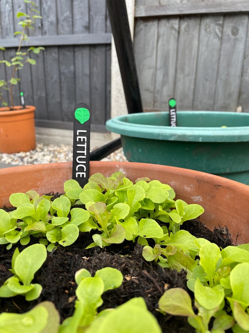 Vegetable Plant Sign Markers | Allotment Garden | Seedling Label | Gift Present for Gardener | Mum Dad Retirement | New Home | Green Fingers image 2