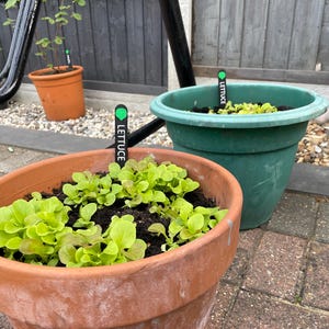 Vegetable Plant Sign Markers | Allotment Garden | Seedling Label | Gift Present for Gardener | Mum Dad Retirement | New Home | Green Fingers image 3