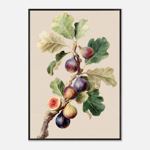 Könnte beinhalten: Aquarell-Illustration eines Feigenbaumzweigs mit reifen Feigen und grünen Blättern. Die Feigen haben Farben von violett bis gelb, eine ist aufgeschnitten, um das rote Innere zu zeigen. Der Hintergrund ist neutral.