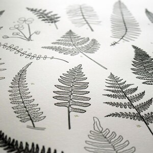 Ferns, Letterpress Printed Chart of Pacific Northwestern Ferns, Wall ...