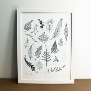 Ferns, Letterpress Printed Chart of Pacific Northwestern Ferns, Wall Art Print