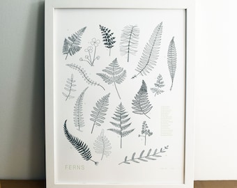 Ferns, Letterpress Printed Chart of Pacific Northwestern Ferns, Wall Art Print