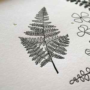Ferns, Letterpress Printed Chart of Pacific Northwestern Ferns, Wall ...