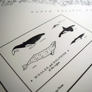 May include: Monochrome print showing illustrations of whales and dolphins from the North Pacific Ocean. The image includes a humpback whale, a beluga whale, an orca, and other whale species. Text reads "Whales and Dolphins of the region".