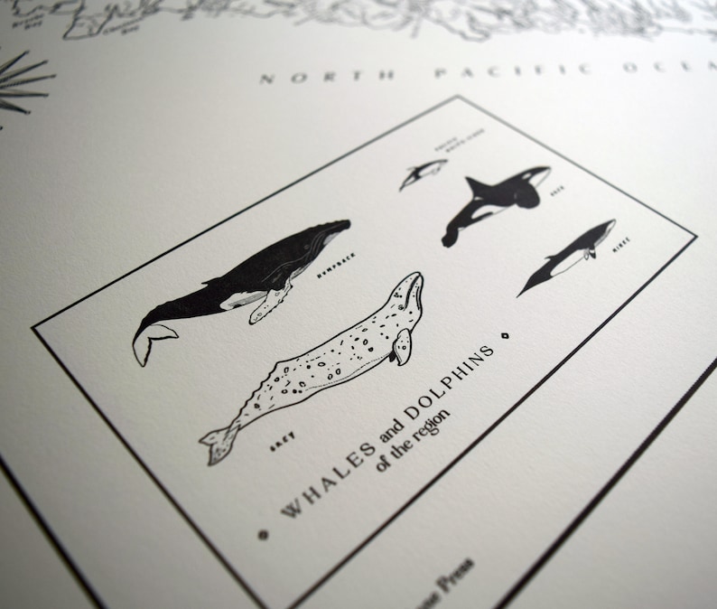 May include: Monochrome print showing illustrations of whales and dolphins from the North Pacific Ocean. The image includes a humpback whale, a beluga whale, an orca, and other whale species. Text reads "Whales and Dolphins of the region".