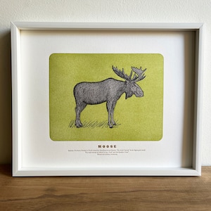 Alce, stampa artistica tipografica