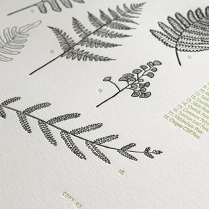 Ferns, Letterpress Printed Chart of Pacific Northwestern Ferns, Wall ...