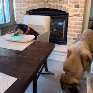 May include: A small black dog with a red collar sits on a chair at a wooden table eating from a light green bowl on a white plate, while a larger tan and brown dog eats from a small patterned bowl on the floor near a brick fireplace.